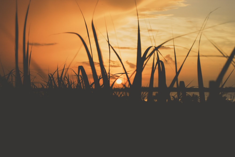 green leafed plant near body of water during golden hour