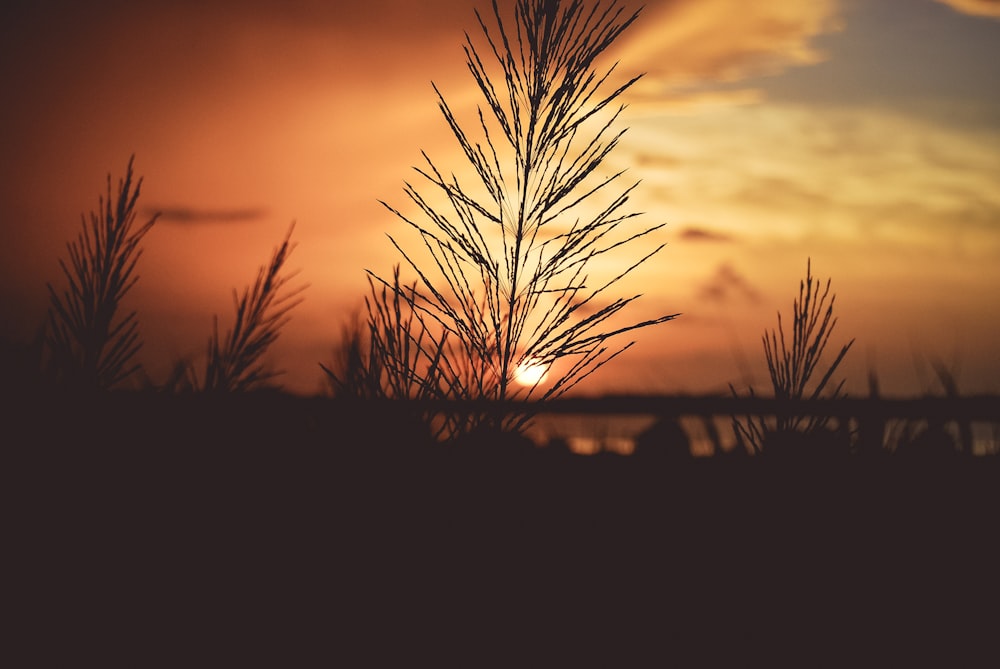 silhouette of grass