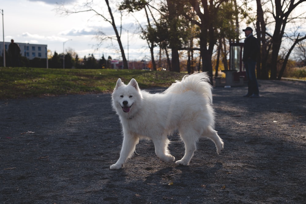shallow focus photo of long-coated white dog