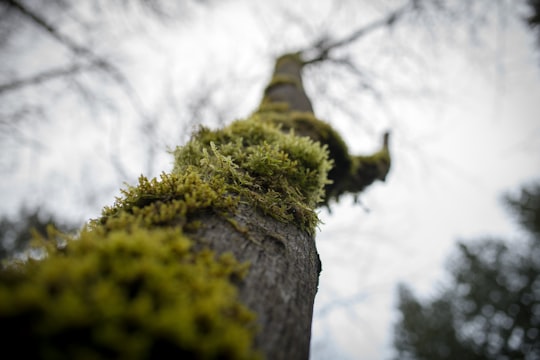 macro shot of brown tree in Dungeness Spit United States