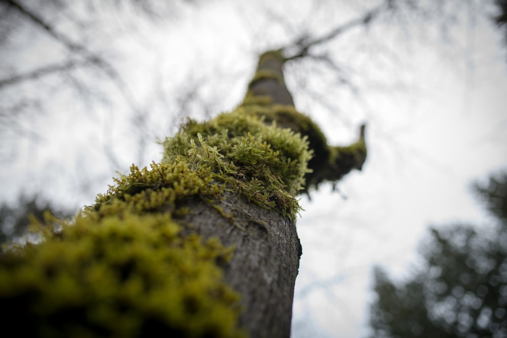 Prise de vue macro d’un arbre brun