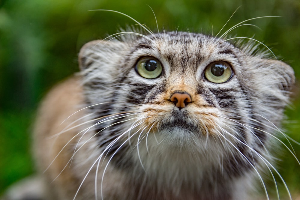 closeup photography of orange, black, and gray tabby cat