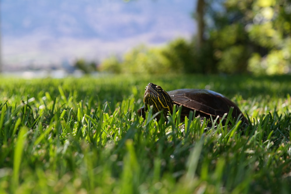 tortuga marrón sobre hierba verde