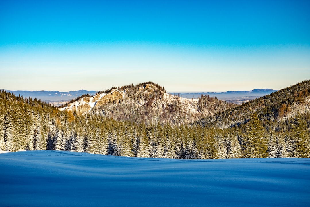 snow field with forest and mountain background