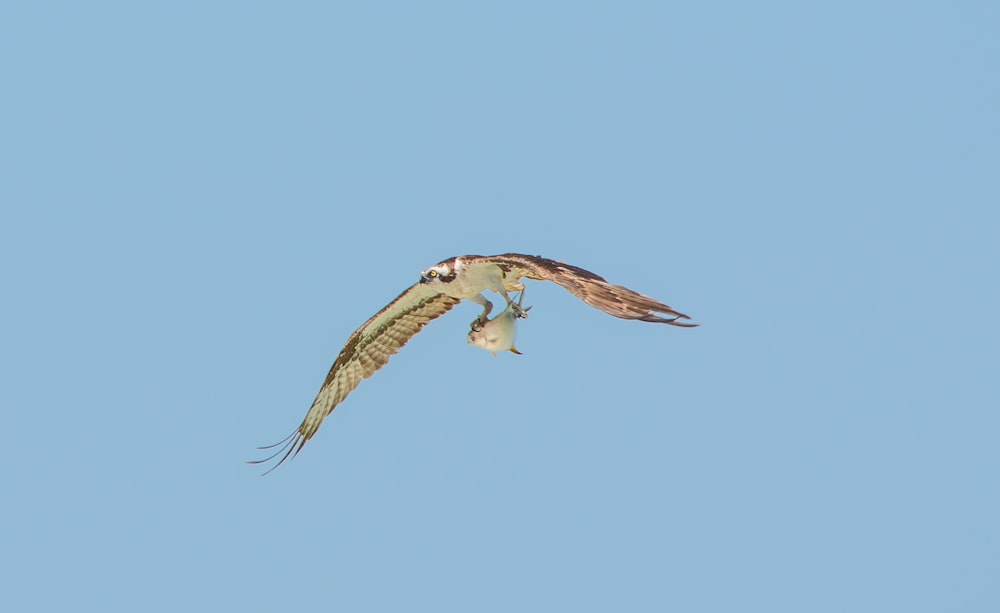 white and brown in flight bird