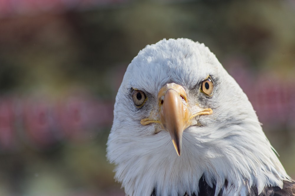 bald eagle during day