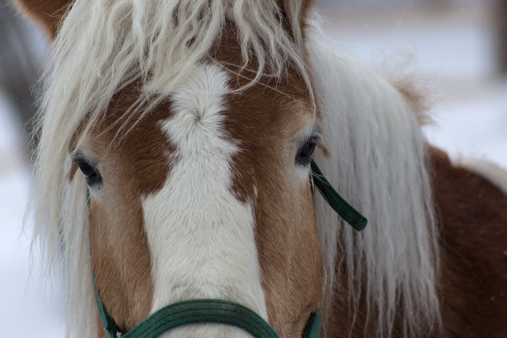 foto de closeup do cavalo marrom