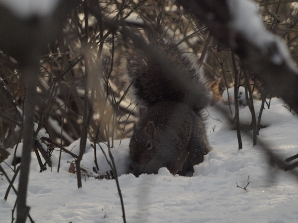 A Guide to Systematic Cold-Climate Foraging