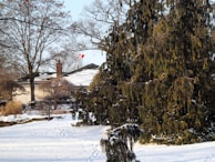 A winter landscape featuring a house with a snow-covered roof and a small chimney. A Canadian flag is visible in the distance, partially obscured by tall, leafless trees. Snow blankets the ground, and large evergreen trees stand prominently to the side.