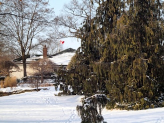A winter landscape featuring a house with a snow-covered roof and a small chimney. A Canadian flag is visible in the distance, partially obscured by tall, leafless trees. Snow blankets the ground, and large evergreen trees stand prominently to the side.