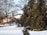 A winter landscape featuring a house with a snow-covered roof and a small chimney. A Canadian flag is visible in the distance, partially obscured by tall, leafless trees. Snow blankets the ground, and large evergreen trees stand prominently to the side.