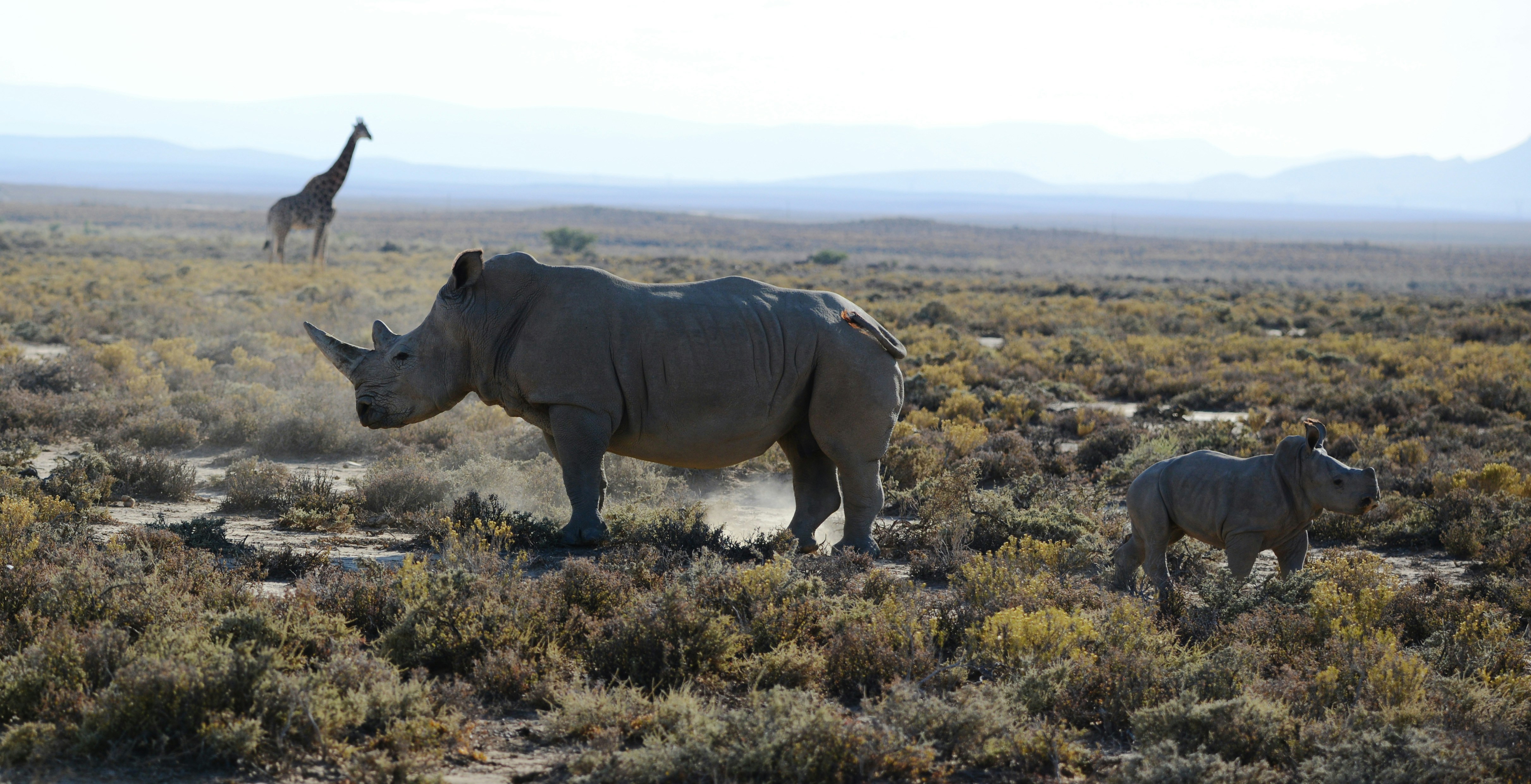 I loved watching this scene unfolding in South Africa’s Klein Karoo: the giraffe meandering slowly across the background; the little rhino boldly venturing a few feet from its mother before scrambling back.