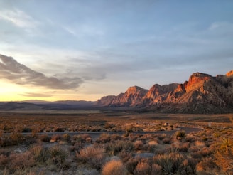 A winding desert road stretching into the horizon framed by golden dunes and a vibrant sunset.