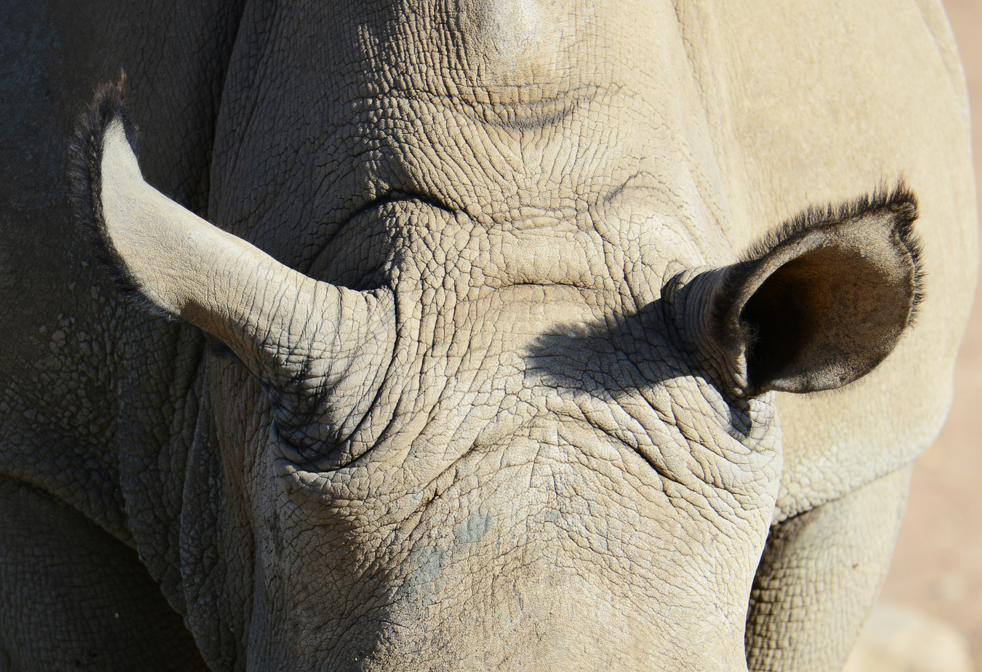 I love the ying and yang contrast of this image with the shaded, end on, ear on the lighter side of the body and the turned away, sunlit ear against the shadow.