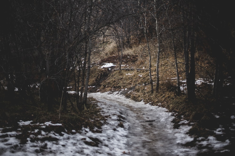 stream and land during day