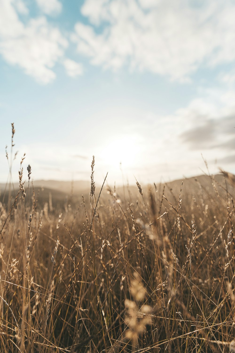Yellow Grass Pictures | Download Free Images on Unsplash
