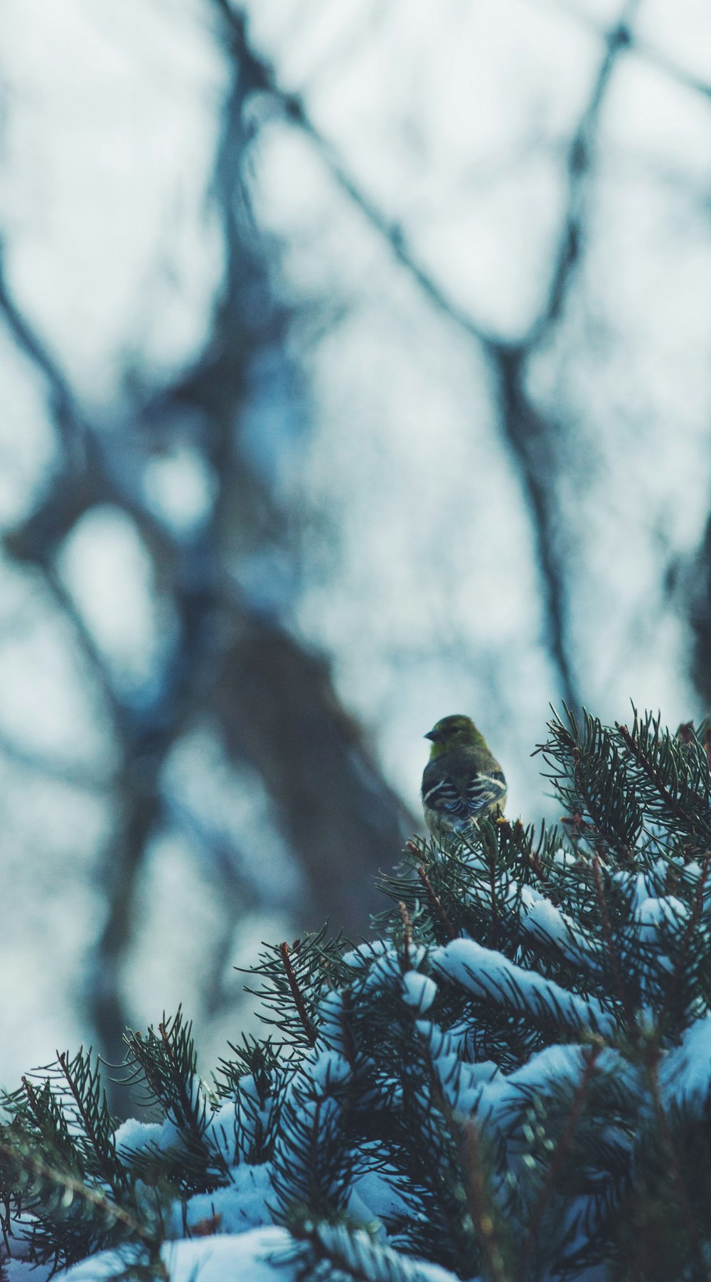 Uccello marrone e verde sugli alberi durante il giorno