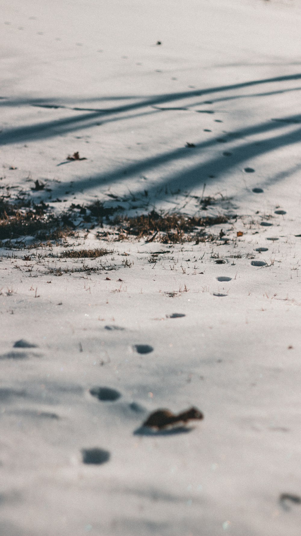 a bird standing on top of a snow covered ground