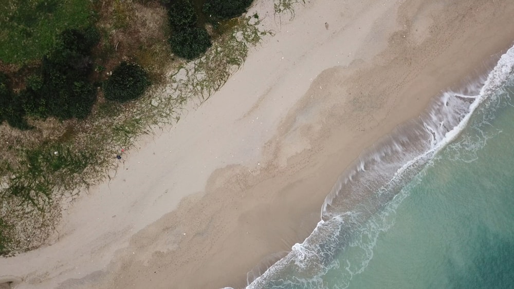 aerial photo of seashore near trees
