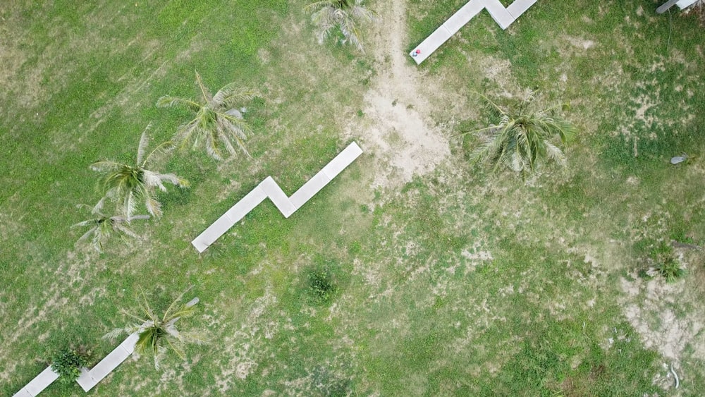 Fotografía aérea de la granja de cocoteros