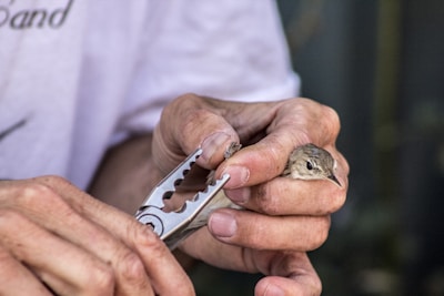 A person carefully holds a small bird in one hand while using a pair of pliers to gently attach a small band to the bird's leg. The process appears delicate and requires precision.