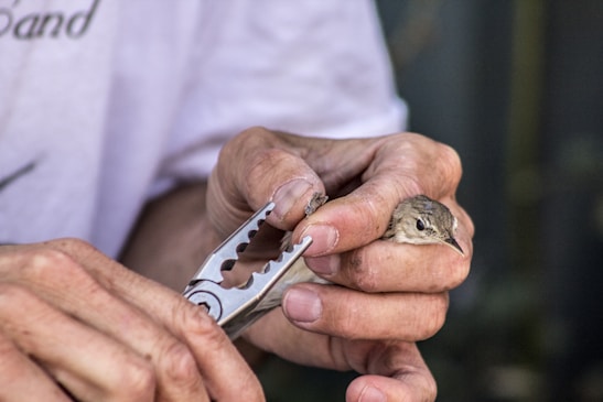 A person carefully holds a small bird in one hand while using a pair of pliers to gently attach a small band to the bird's leg. The process appears delicate and requires precision.