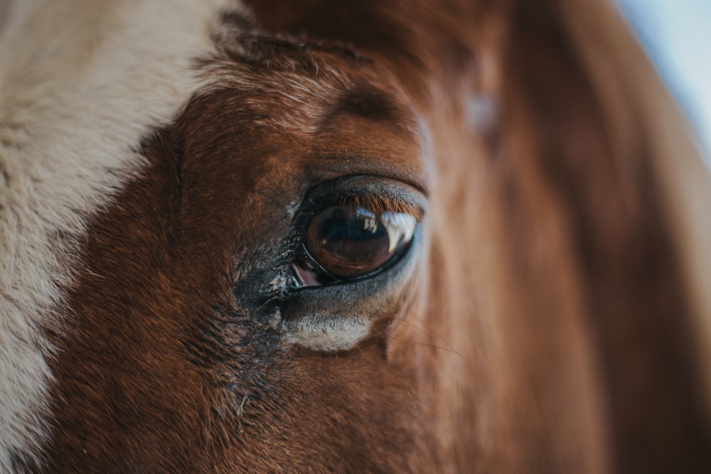 macro shot photo of horse left eye