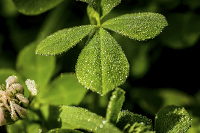 A peaceful morning scene showing dew on fresh leaves in the şənbağ biogarden.