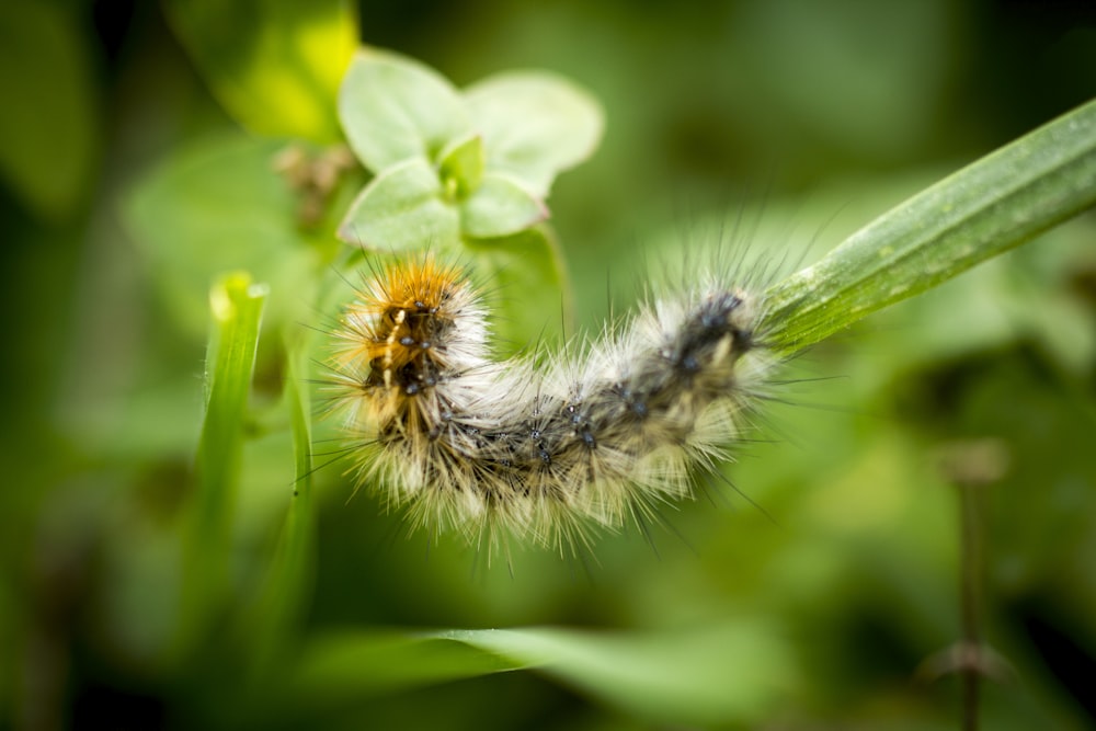 white and gray caterpillaw