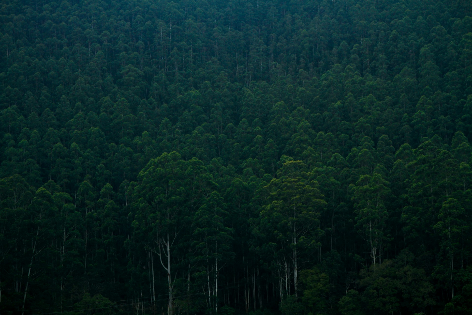 tall green trees