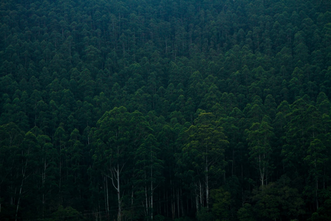 Forest photo spot Echo Point India