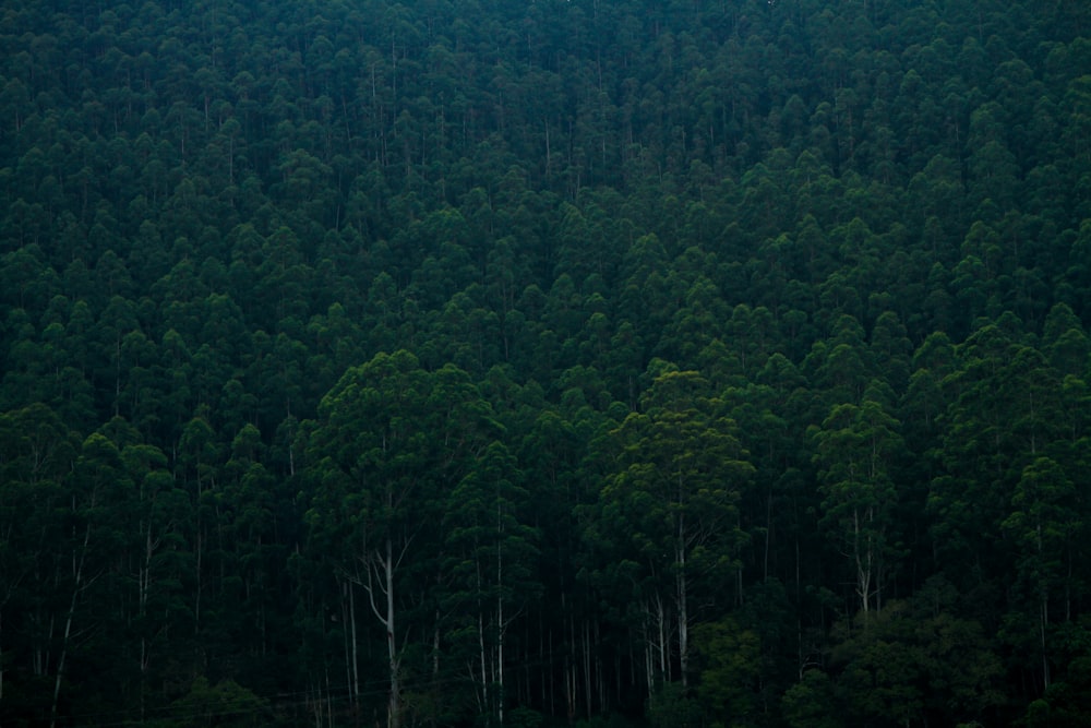 tall green trees