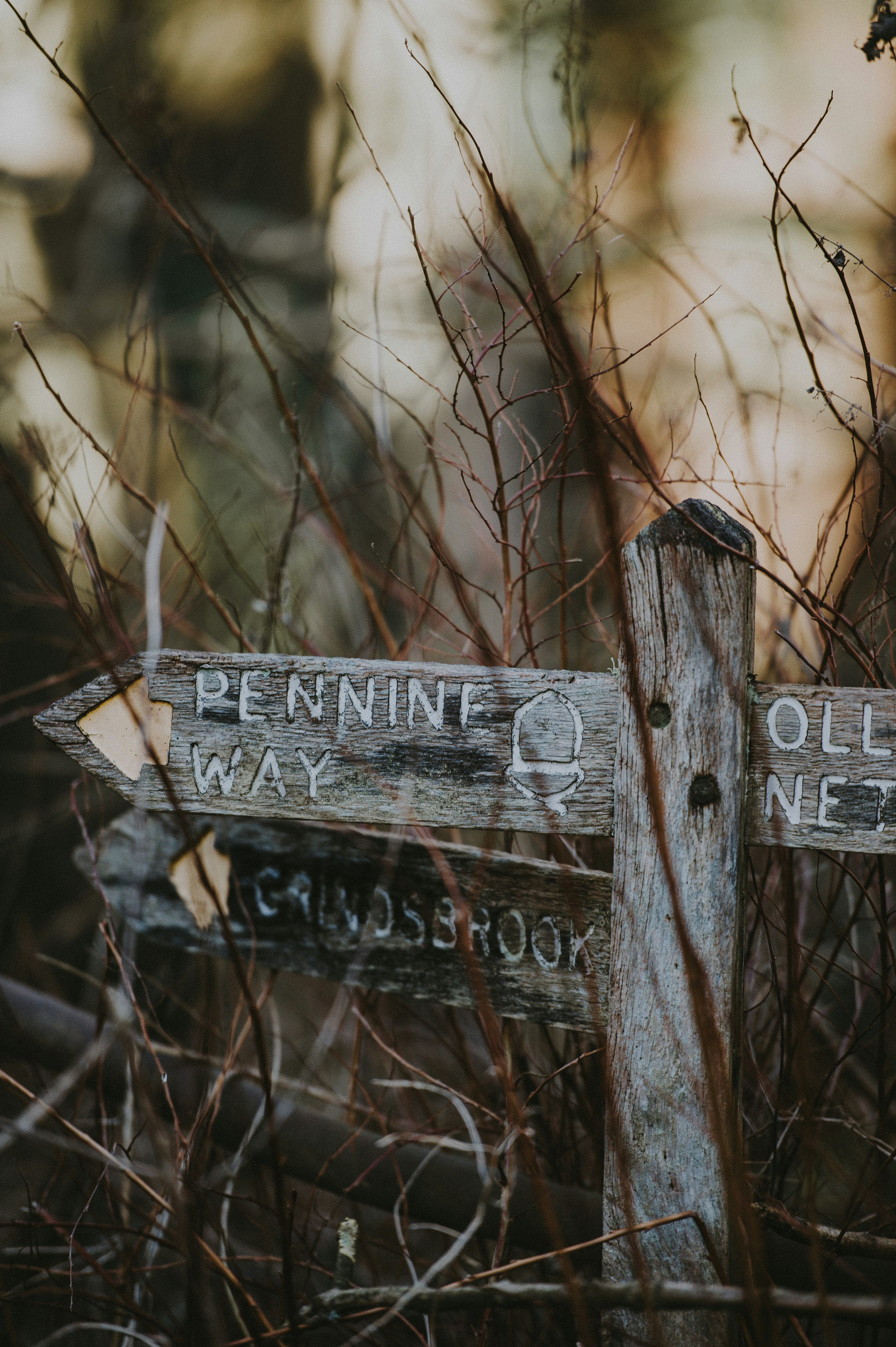 brown wooden signage with dried grass