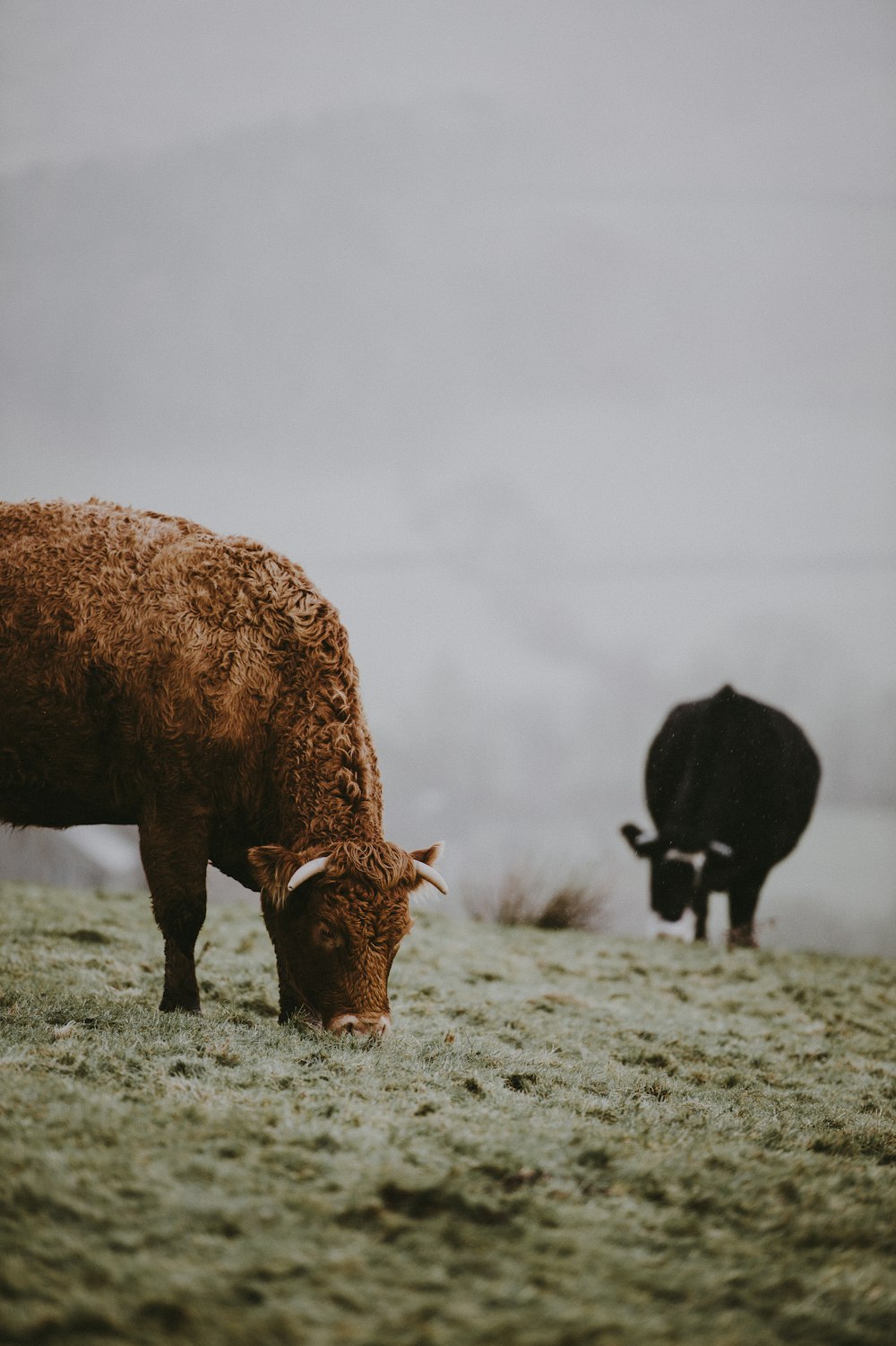 animale marrone che mangia l'erba sul campo durante il giorno