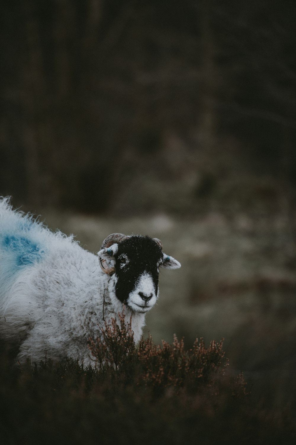 白と黒の羊のセレクティブフォーカス写真