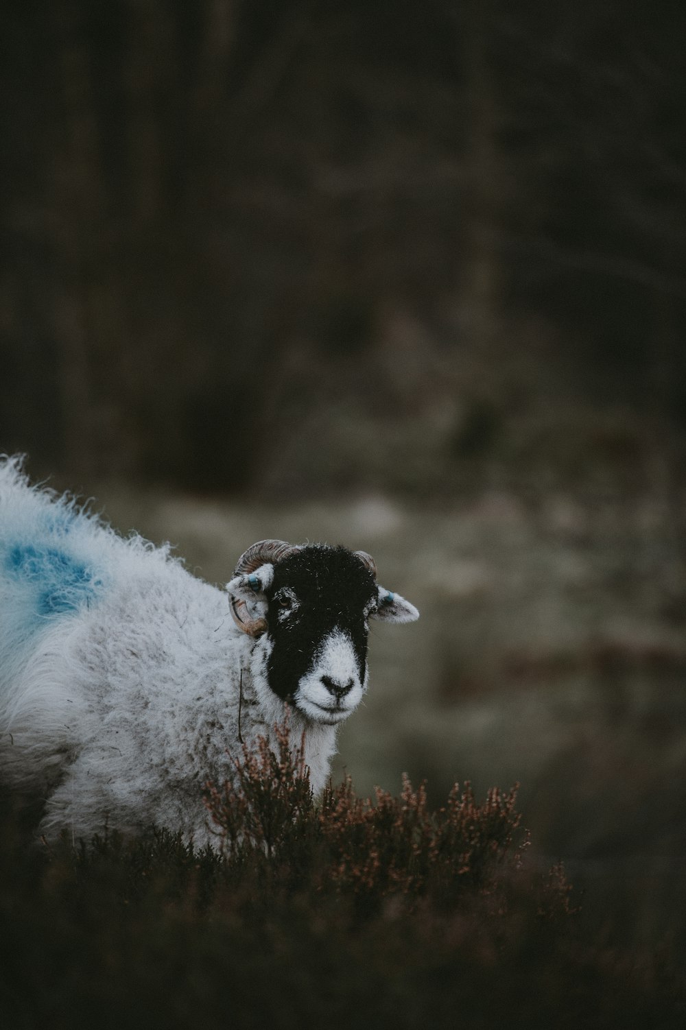 Photographie sélective de moutons blancs et noirs