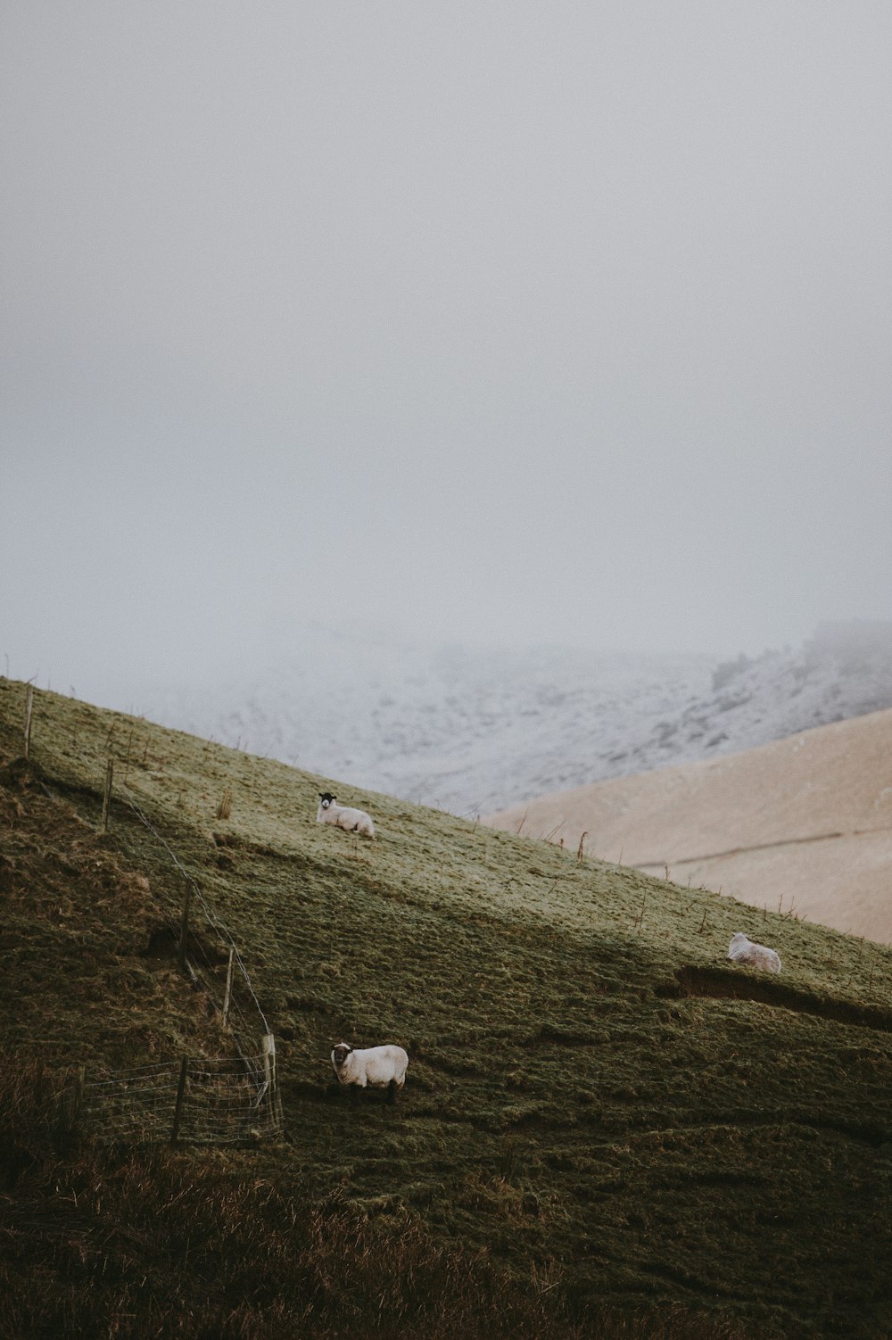 tre capre bianche sul campo d'erba