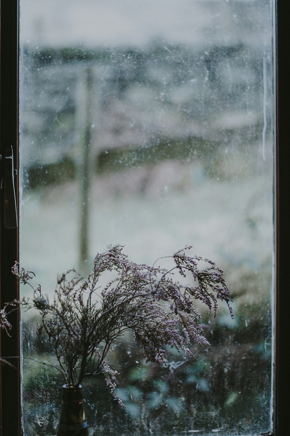 foglie appassite nel vaso accanto alla finestra di vetro