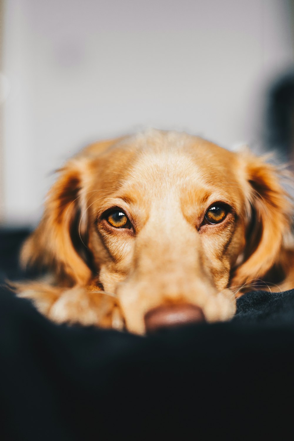 Photographie sélective de la mise au point d’un chien couché sur le sol