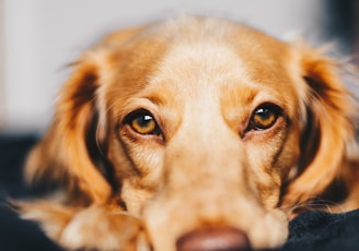 selective focus photography of dog lying on ground