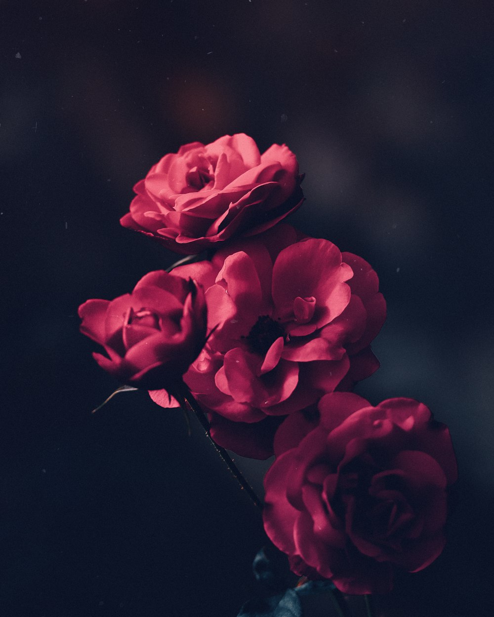 tilt shift lens shot of red flowers