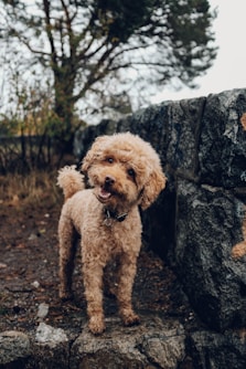 short-coated brown dog