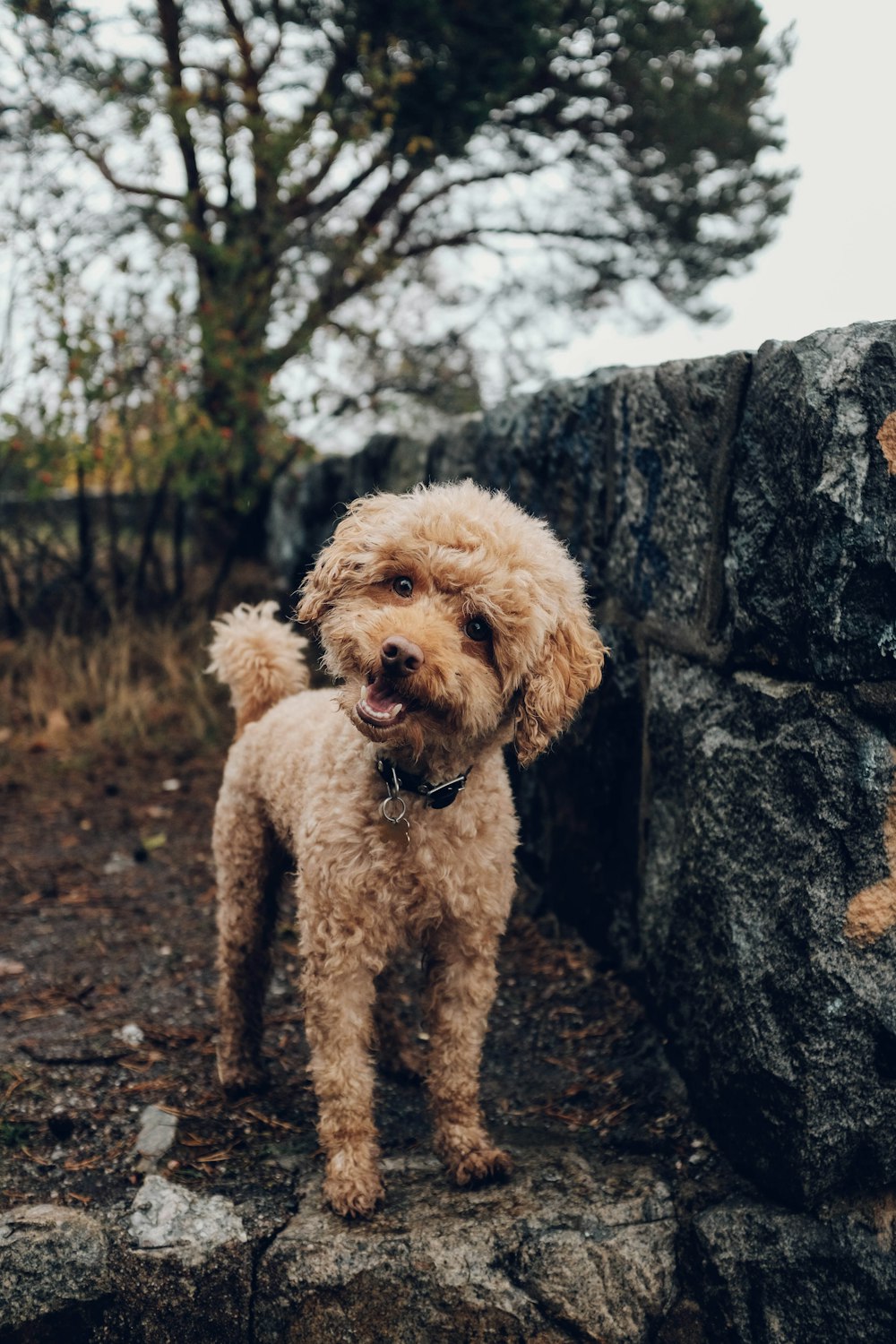 Brauner Hund mit kurzem Fell