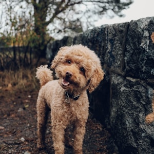 short-coated brown dog