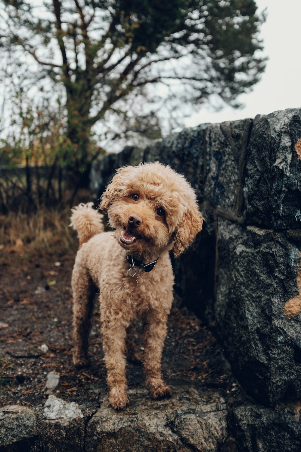 Are Hypoallergenic Dogs Less Sensitive To Allergensives?