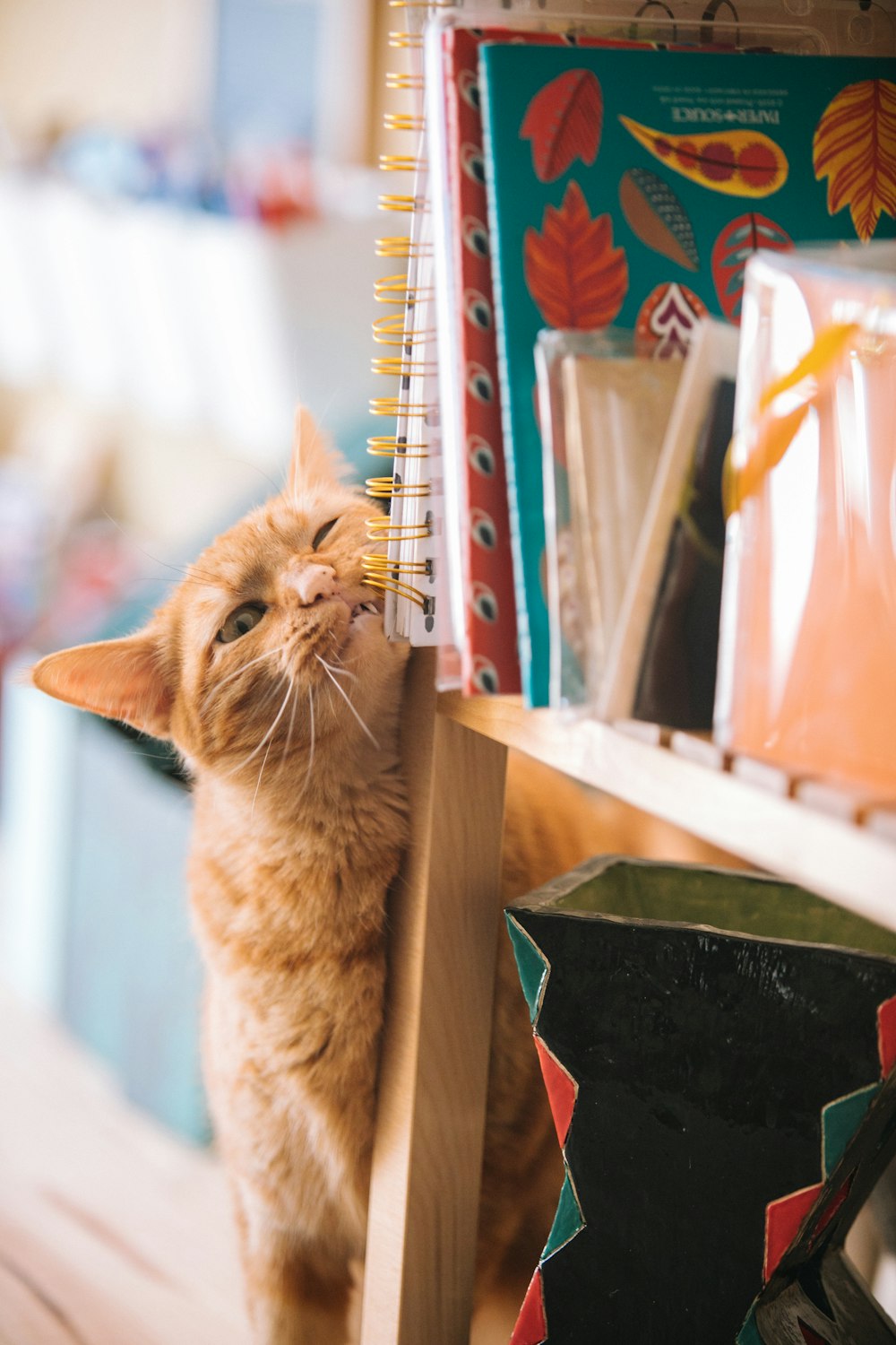 orange tabby cat near books selective focus photography