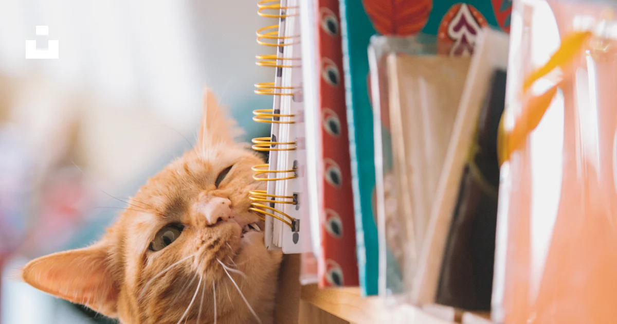 Gatto soriano arancione-Musica è la mia borsa terapeutica Gatto soriano arancione-Musica è la mia borsa terapeutica