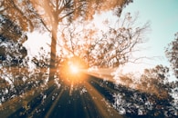 silhouette of tree during daytime