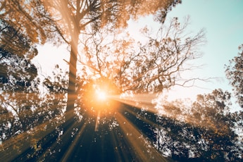 silhouette of tree during daytime