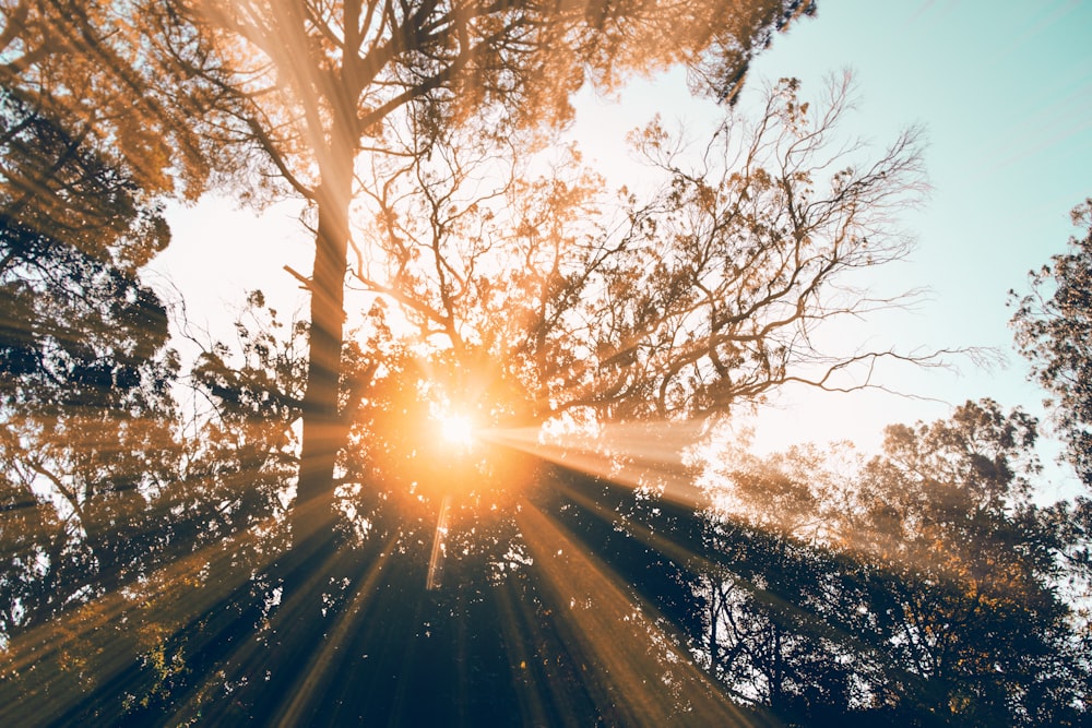 silhouette of tree during daytime